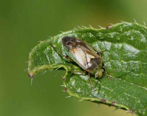 Lygus sp.